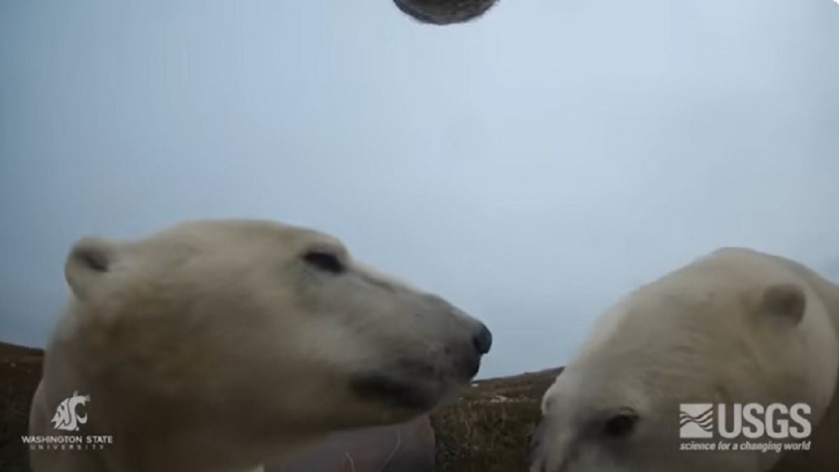 Polar Bears