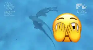 Des requins filmés pour la première fois en plein plan à trois (l’ARCOM en PLS)